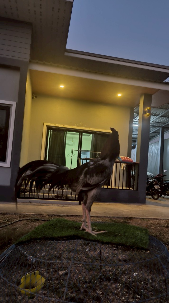 กฤษฎิ์หิรัญ พัฒนาสายพันธ์ไก่ชน