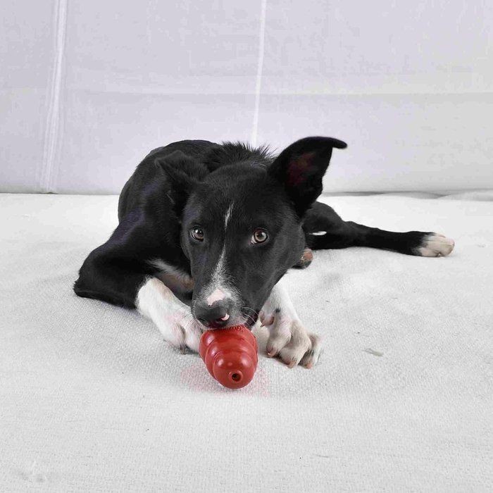 犬に生のイカは危険 万が一食べてしまったときの対処法は