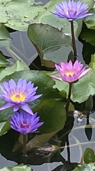 頌缽心靈鷄湯