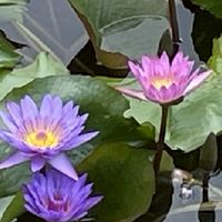 頌缽心靈鷄湯