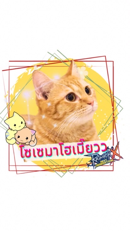 โซเซมาโฮเมี๊ยวว• ROX