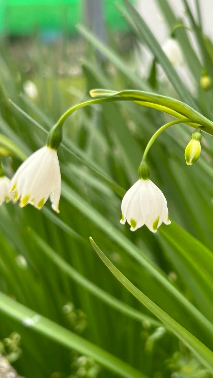 60代からシニアのほっこり談話室☕️🌸｜ゆったり雑談」