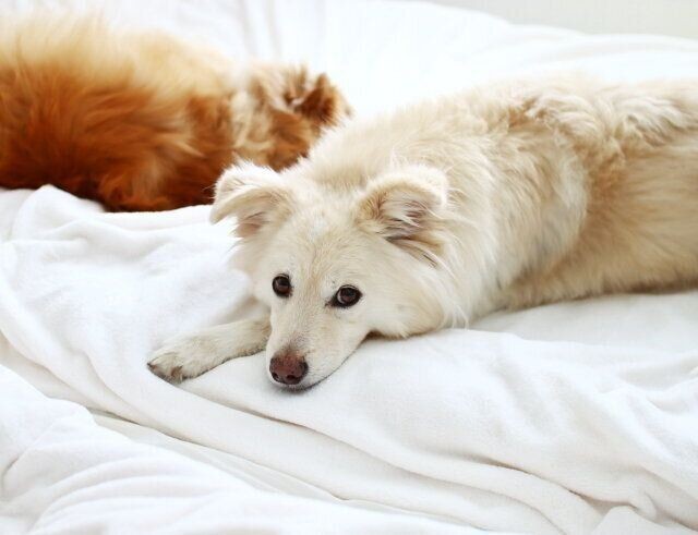 犬が 睡眠時に目をピクピクさせる のはなぜ