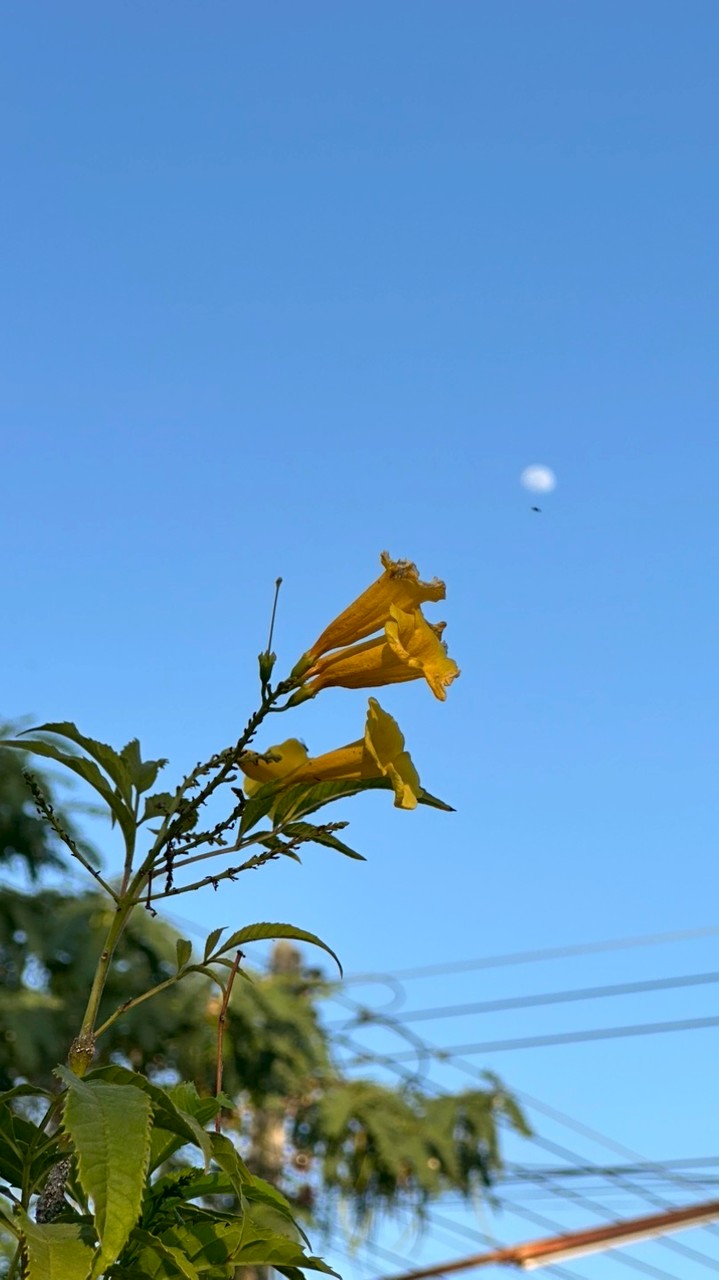 ดอนมนต์-รุ่นอาชีพอิสระ