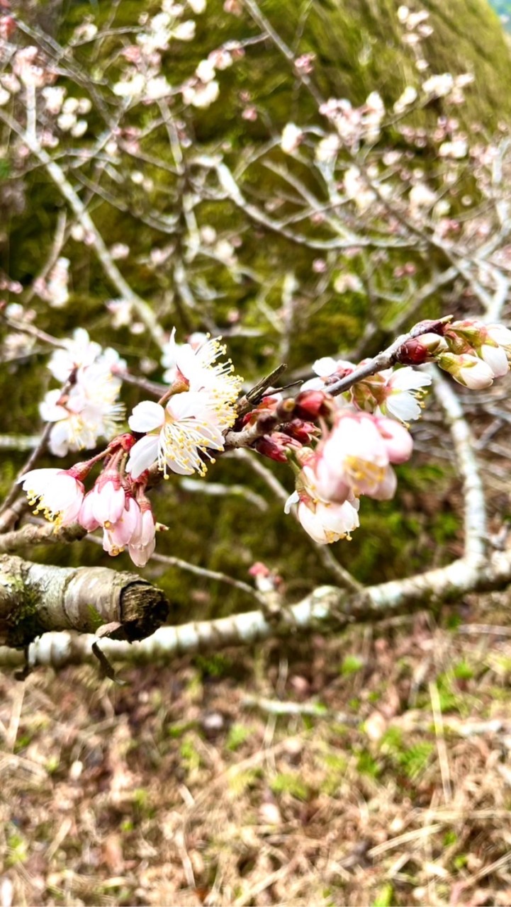 完全同居・義家族（嫁・婿）