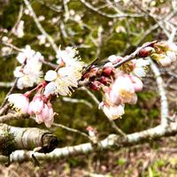 完全同居・義家族（嫁・婿）