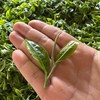 阿馗的普洱茶討論區