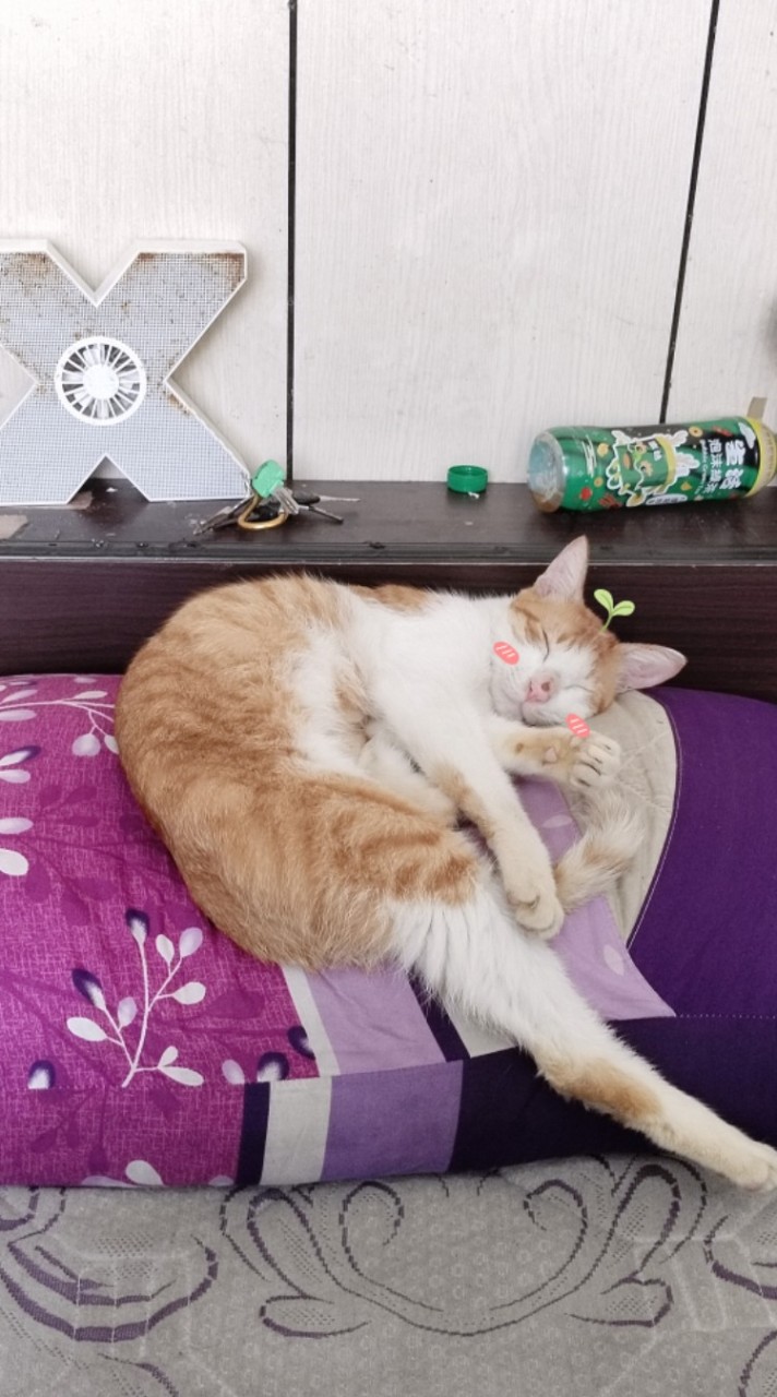 分享寵物日常😻😽