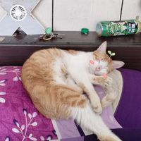 分享寵物日常😻😽
