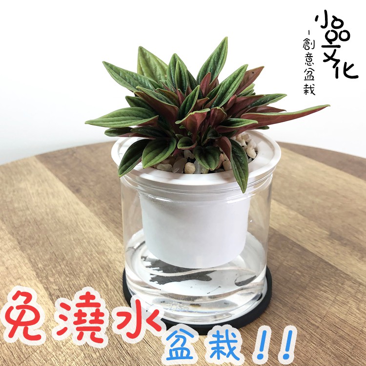 透明可視水位，一目瞭然，防止水乾，導致植物枯死附底下杯墊3吋盆栽名 稱: 天使椒草習 性: 多年生草本種 植 難 度: ★☆☆☆☆產品規格:盆材質: 塑膠盆大小: 寬10.5公分 植物含盆高約15公分