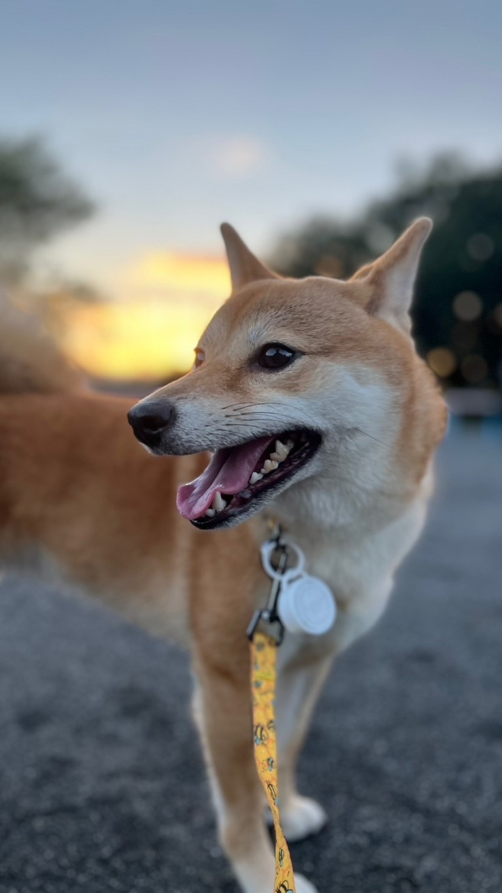 柴犬おいも🐕🍠とお兄さん👨‍💻