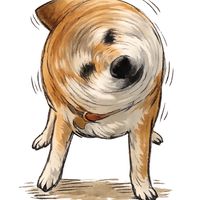 柴犬おいも🐕🍠とお兄さん👨‍💻