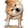柴犬おいも🐕🍠とお兄さん👨‍💻