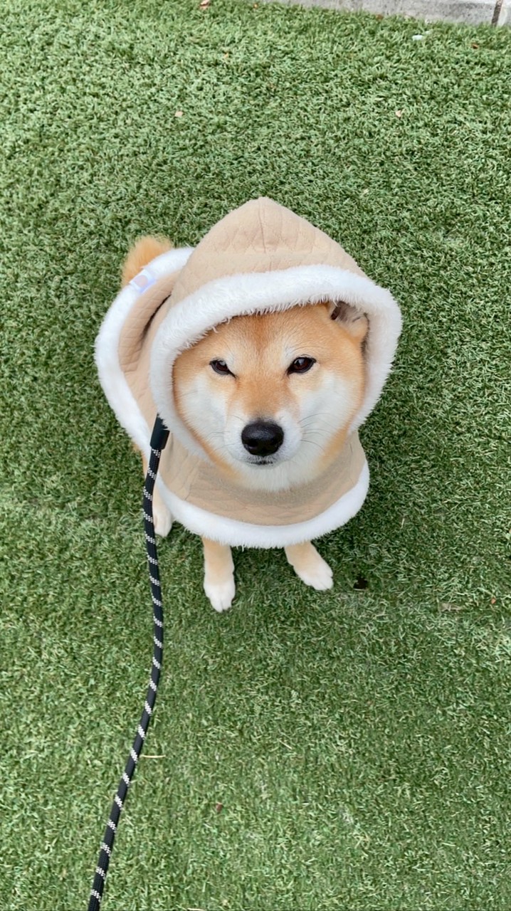 柴犬おいも🐕🍠とお兄さん👨‍💻
