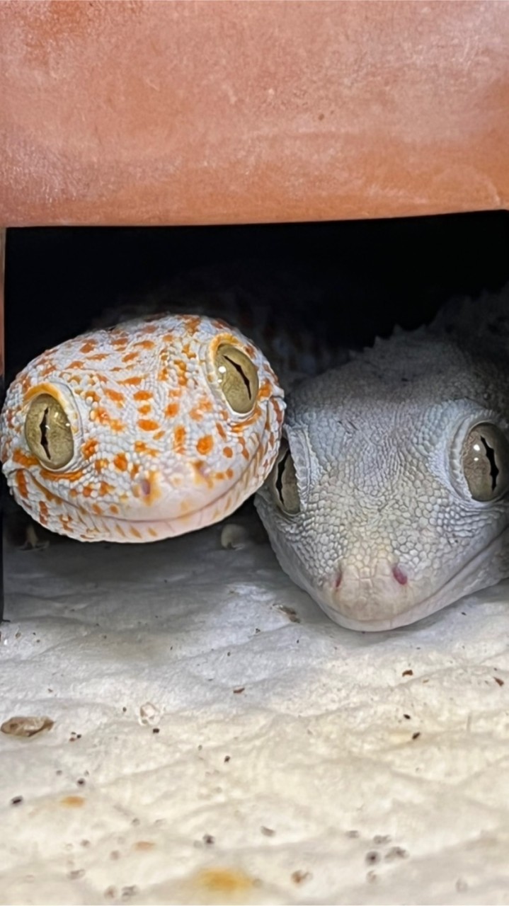ニョロニョロといえばトッケイ！ OpenChat