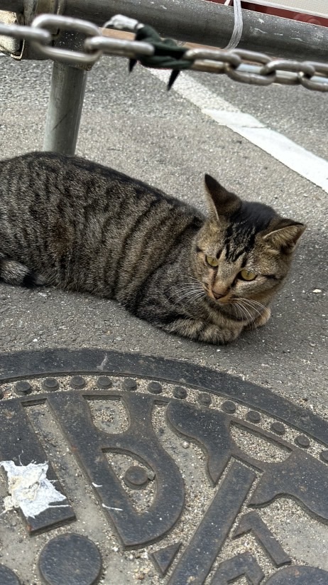 CatRunSpeed
