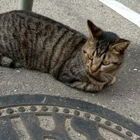 CatRunSpeed