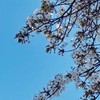 〜音楽好き〜のオプチャ
