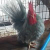 ชมรมคนรักไก่แจ้ไทยโบราณ