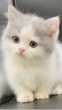 貓咪咪