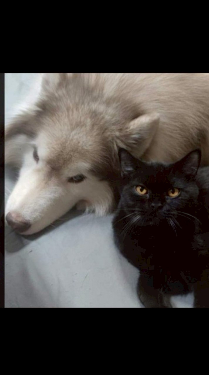 พรรค เพื่อแมว