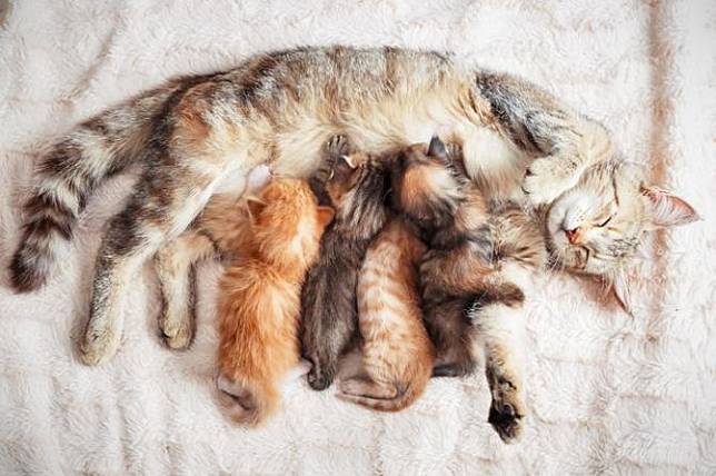 Siap Grak! 9 Ciri-Ciri Kucing Hamil, Begini Tanda Beserta Cara 