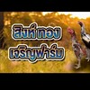 สิงห์ทองเจริญฟาร์ม