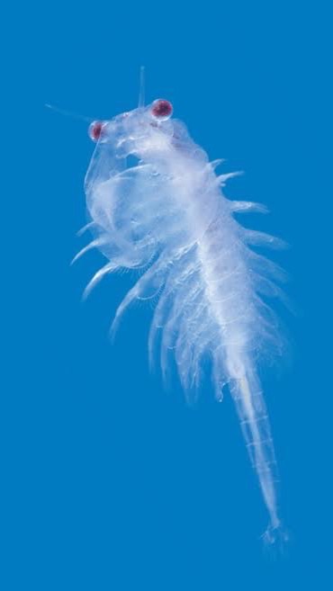 微生物一族