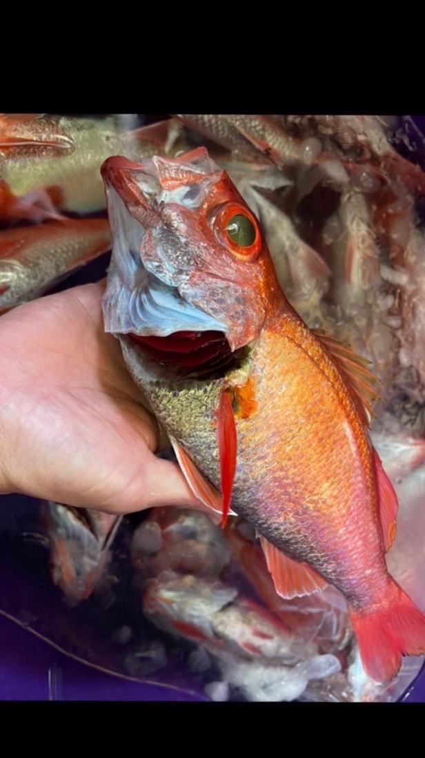 {乖} 水產海鮮 & 南方澳現撈魚貨🤩