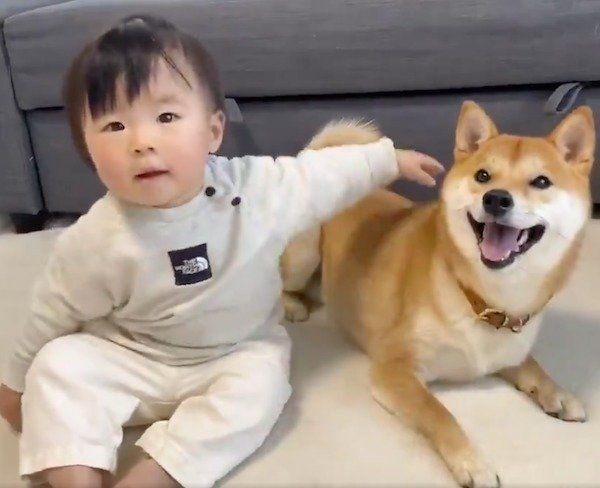 柴犬兄さんに よしよし することを覚えた妹ちゃん その姿が可愛いすぎる