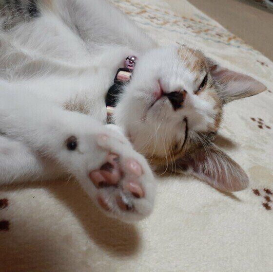 猫が「安心しているときにだけ」見せるしぐさ＆体勢とは