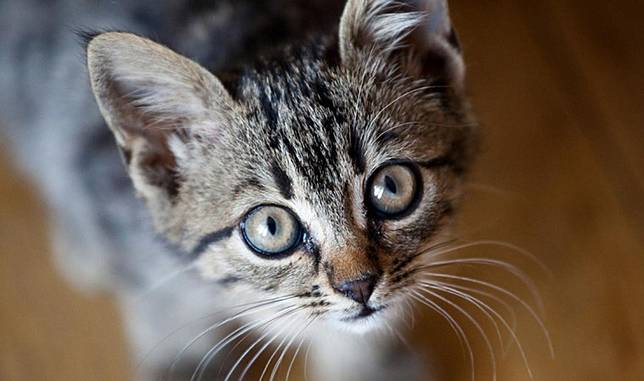 Makanan kucing kampung agar cepat gemuk