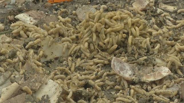 Ngeri! Pria Ini Pakai Kulit Kerang untuk Bangun Jalan, 3 Hari Kemudian Hal Mengerikan pun Terjadi!