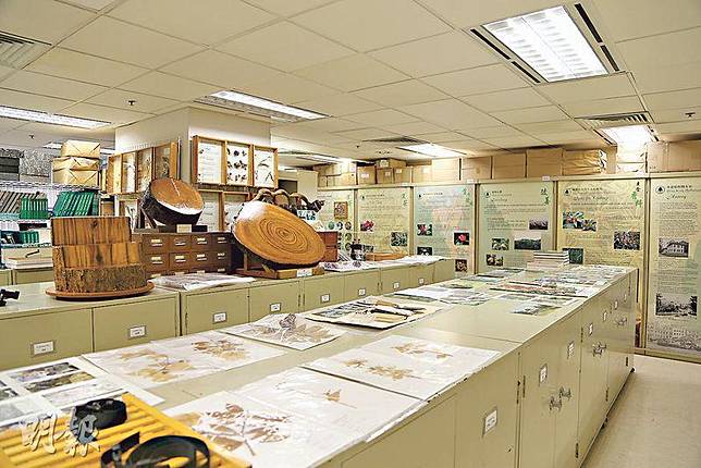 無定向學堂 植物標本 我不是書籤是辨認物種好幫手 明報 Line Today