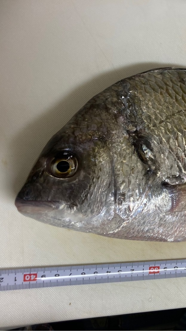 魚が大好き
