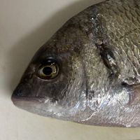 魚が大好き