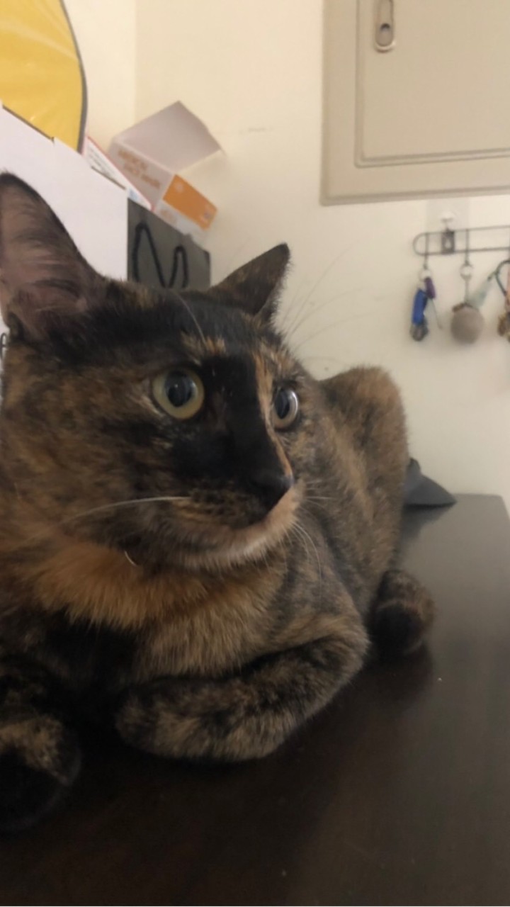 貓貓🐱