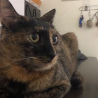 貓貓🐱