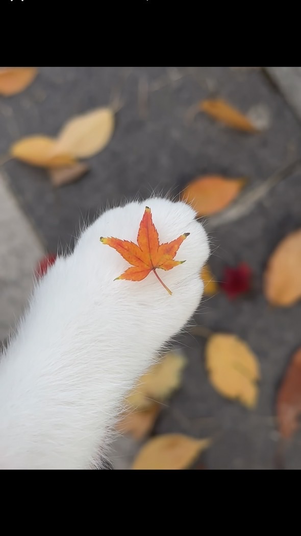 嚕嚕家的貓窩