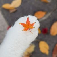 嚕嚕家的貓窩