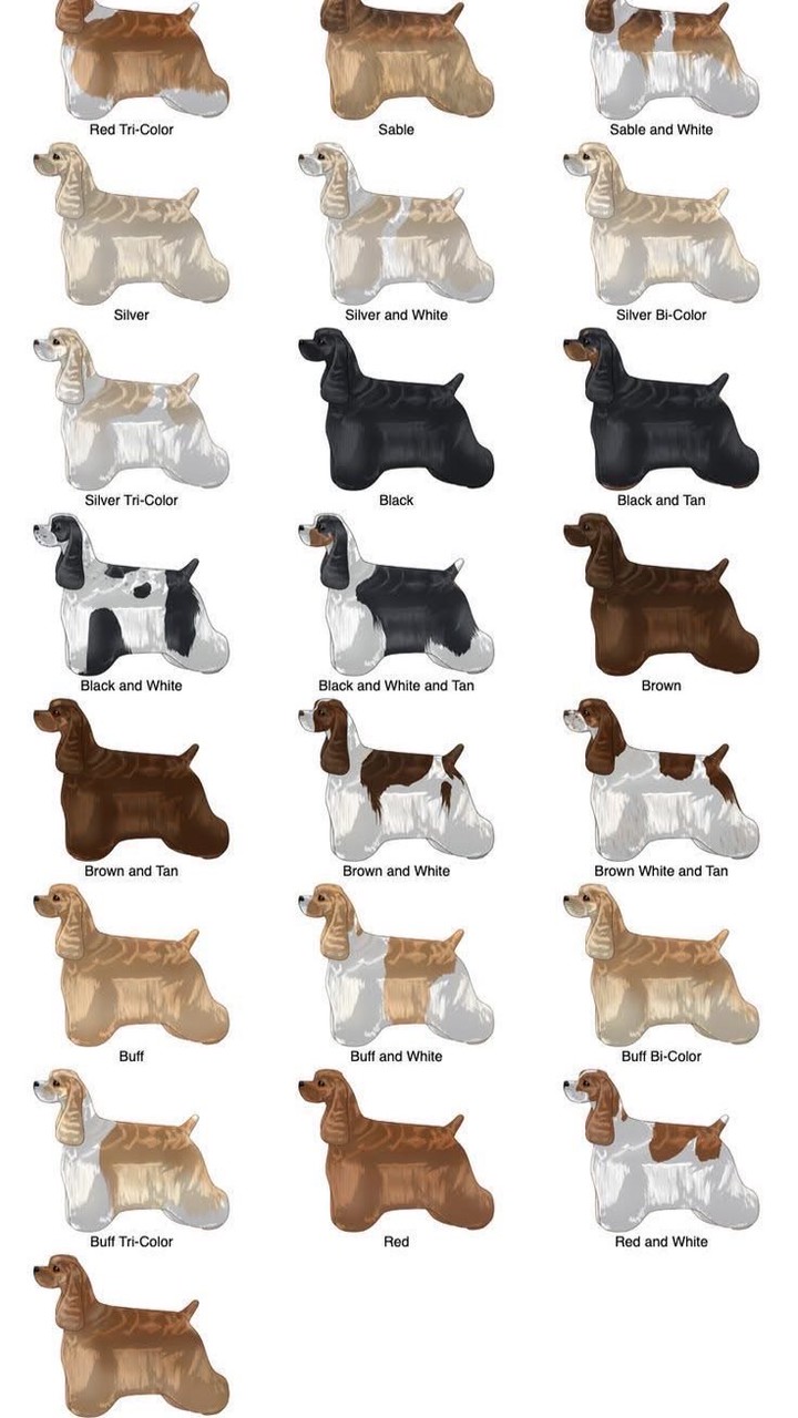 Cocker are us