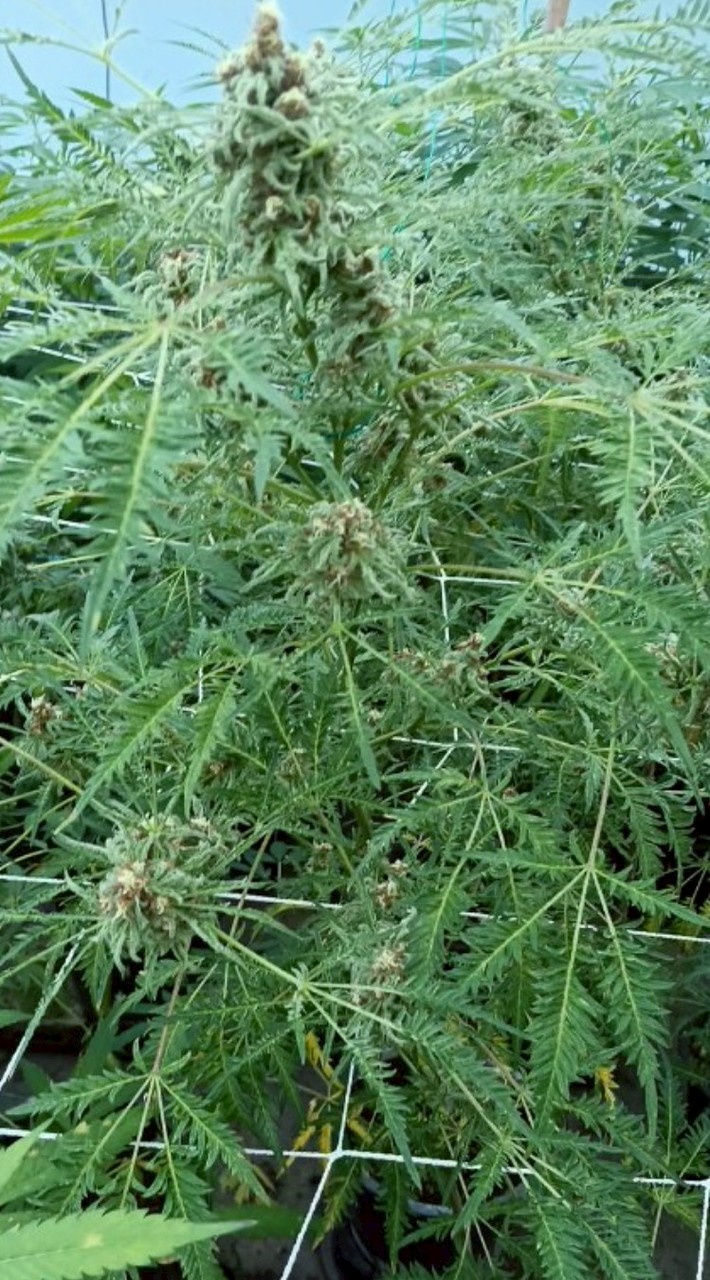 แหล่งเมล็ดพันธุ์/กิ่งชำ/เกสรเพศผู้