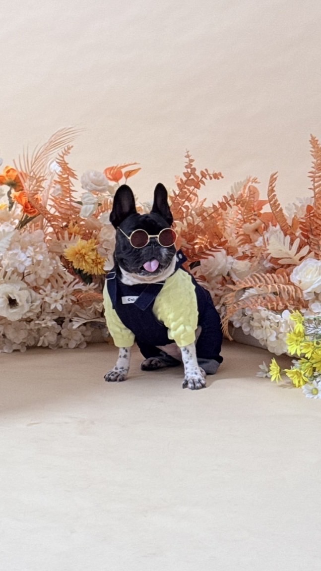 Twinko 日本快閃連線