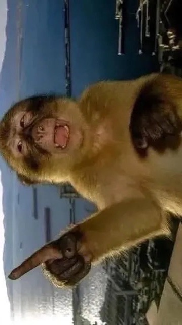 集猴啦動物猴友會