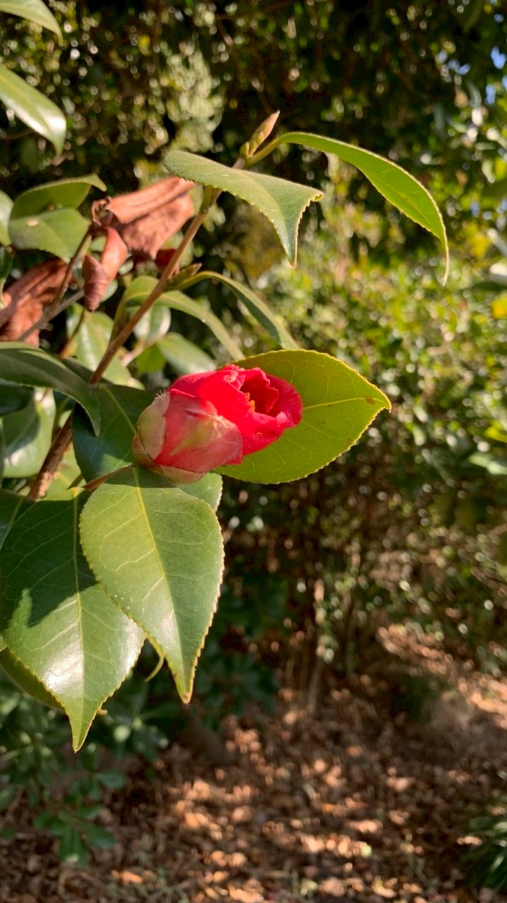 恋バナしよ！相談もアリ！