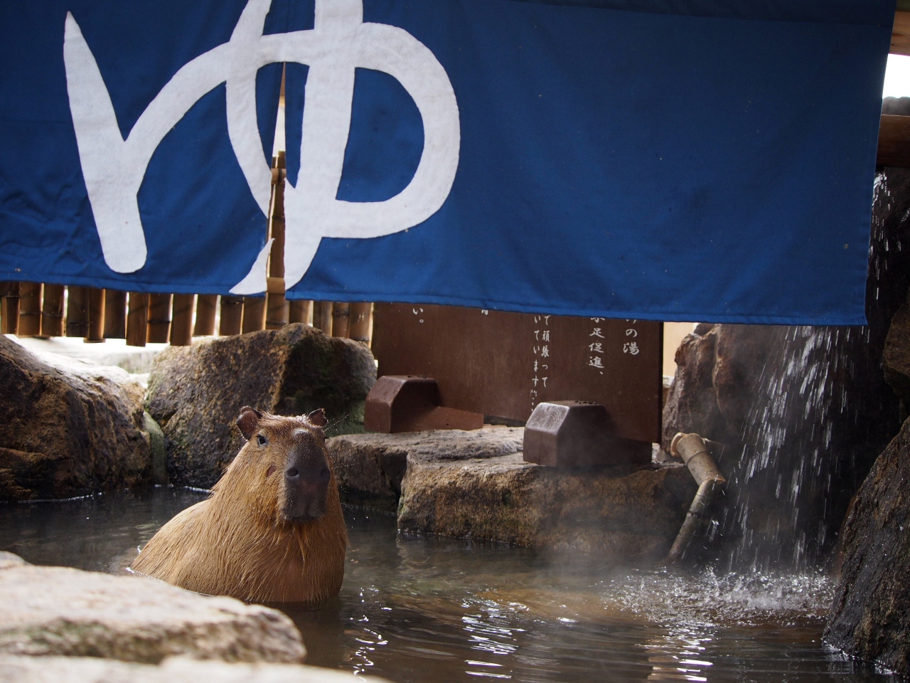 水豚 姬路中央公園