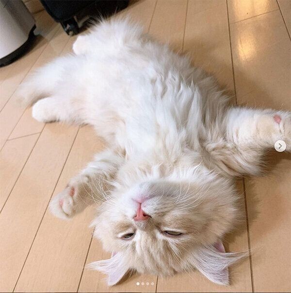 バンザイ寝 をする猫 しない猫の傾向を獣医師が解説 ねこのきもちnews