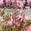 新川園芸俱楽部