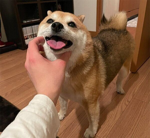 換毛期の愛犬の 抜け毛アート で分身ができた