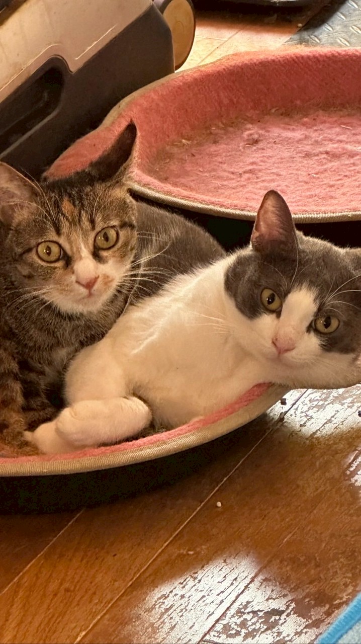 猫🐈ラブ❤️ ラブ❤️のカフェ😺